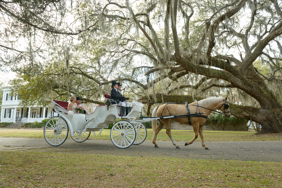 bride rides in our a horse drawn carriage for her Litchfield Wedding