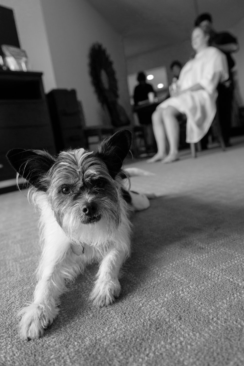bride's dog poses for the camera before myrtle beach wedding