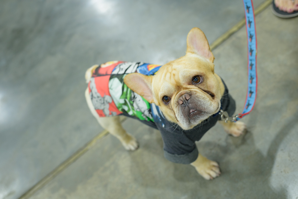 french bulldog pose in his shirt for a pictures during the blogpaws conference
