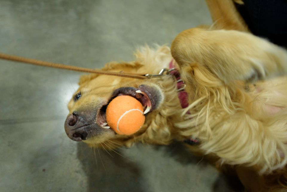 golden Labrador plays with his ball during the blogpaws conference 