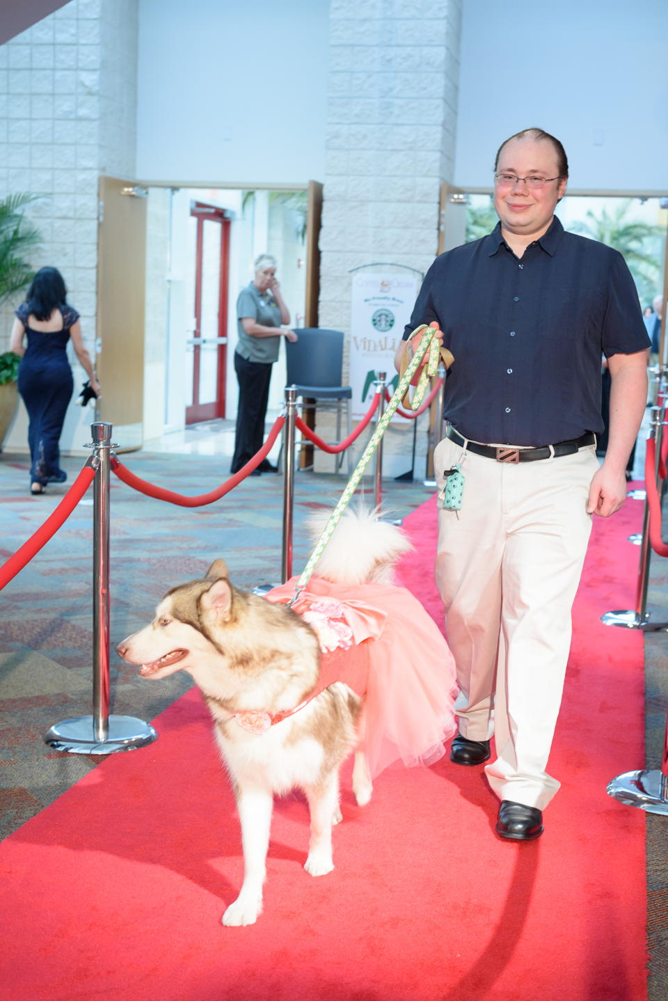 husky parades down the red carpet in a pink tutu