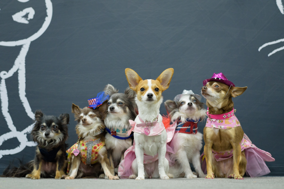 Chihuahuas pose for their photo at the blogpaws conference 