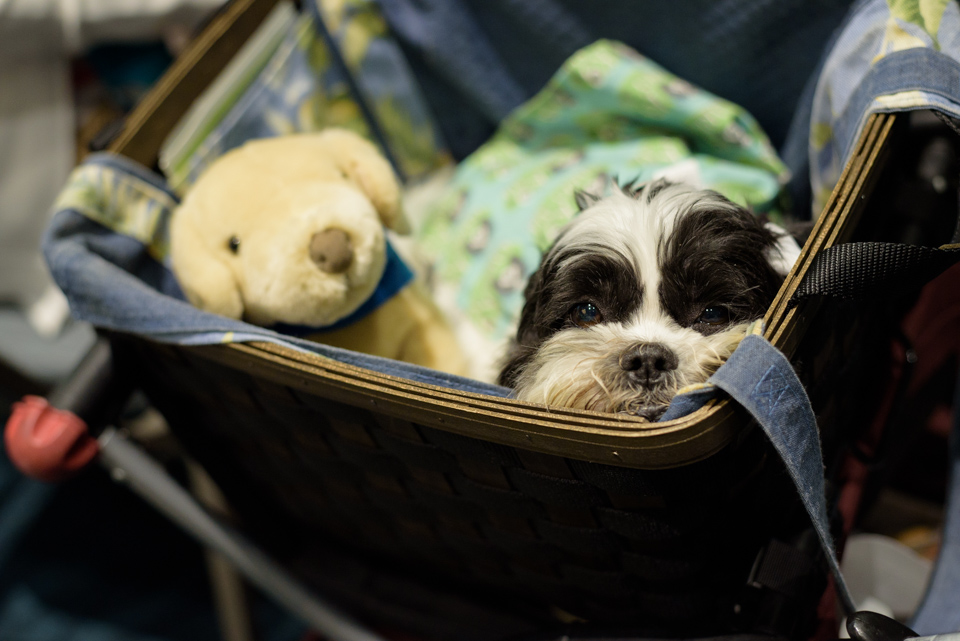 sleepy puppy looks out from his basket at blogpaws conference