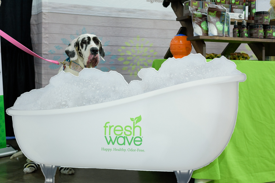 great dane poses like he's getting a bath at the blogpaws conference