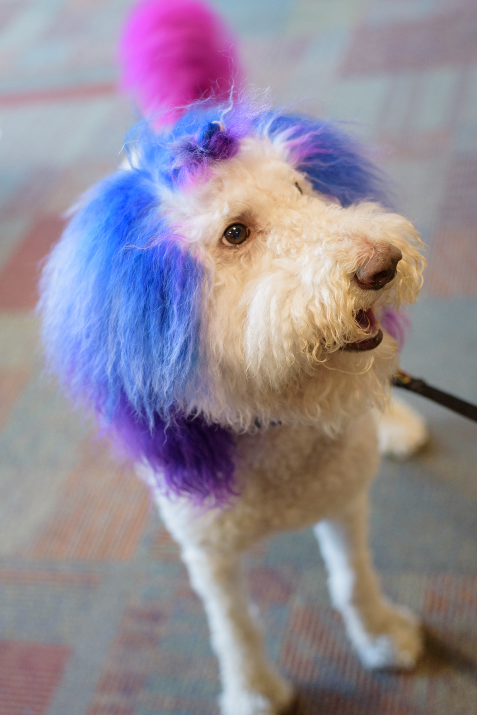 rainbow dyed dog at blogpaws conference